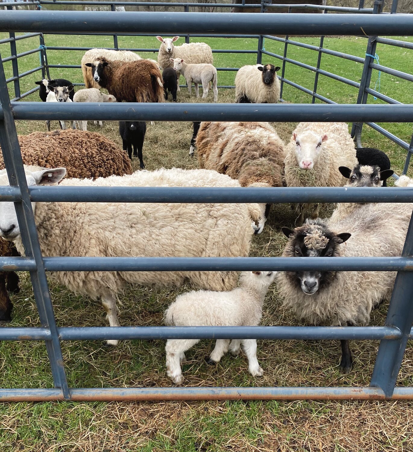 A flock of sheep is often penned prior to the arrival of a shearer for flow of work.