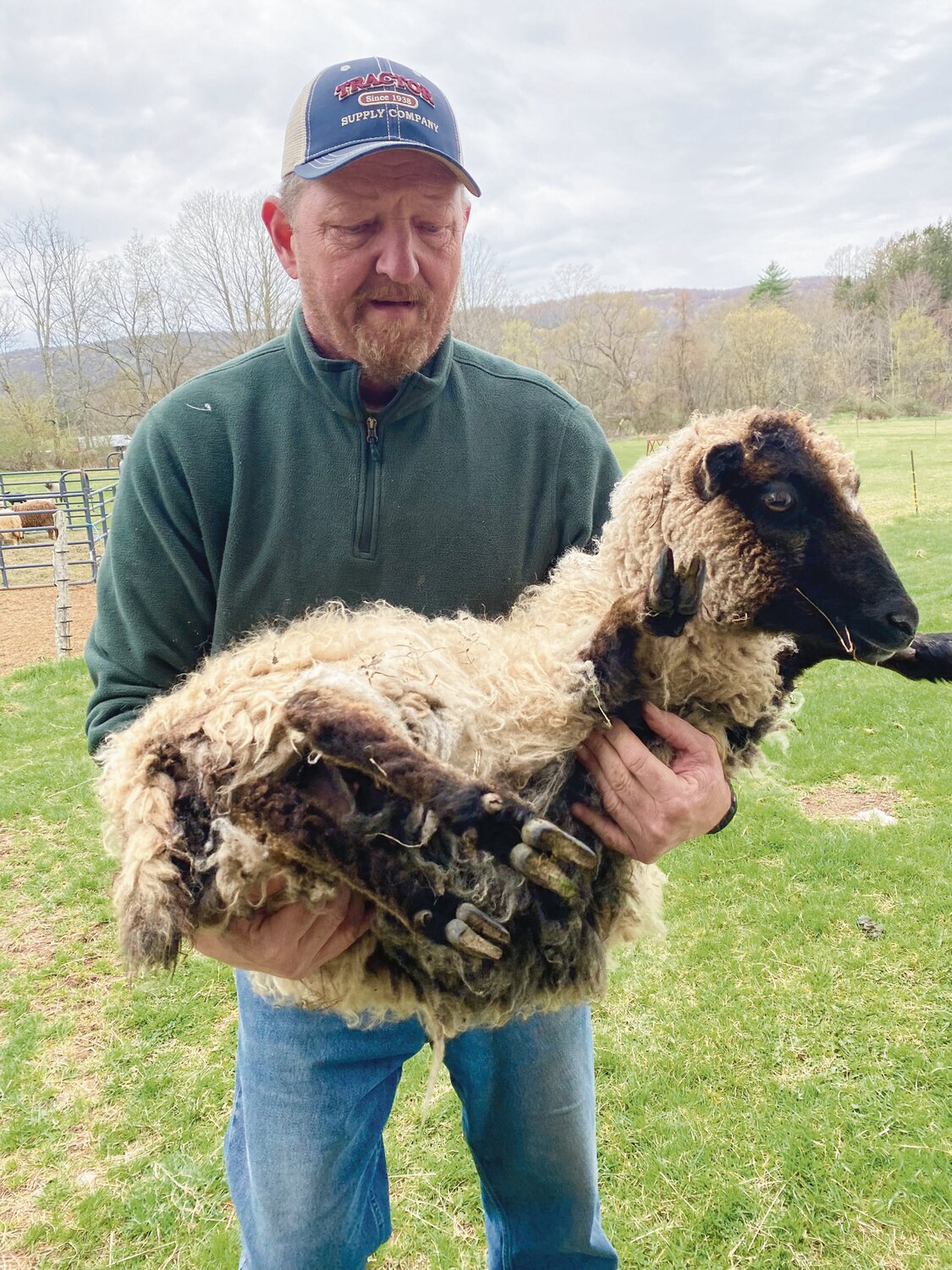 Shetland sheep are small-bodied; and here a skilled shepherd makes use of his size and strength to carry a ewe to the shearer lessening the stress on the animal about to be sheared.