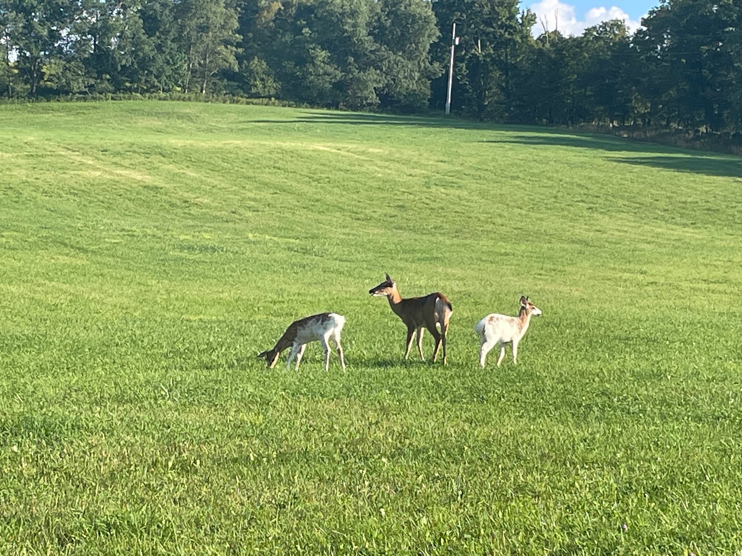 Joan Stone, Walton, was out driving on Delaware County back roads Thursday, Aug. 25, and spotted these young piebald white-tailed deer grazing on a hillside.